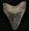 Megalodon Tooth - South Carolina #7484-2